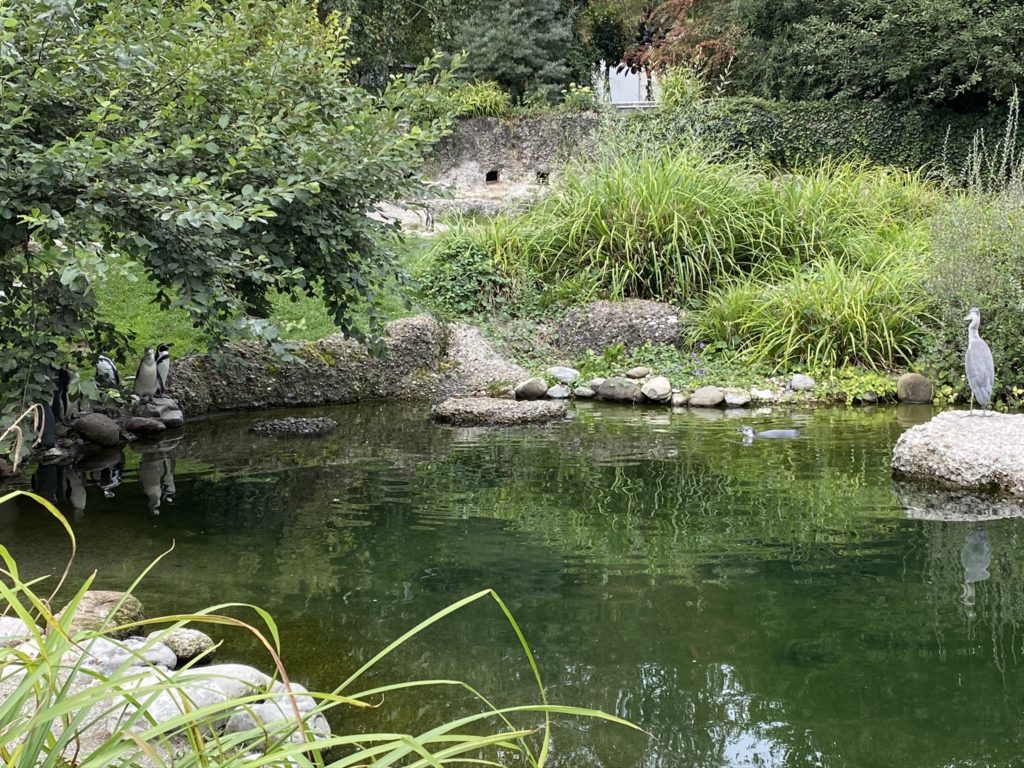 Bild der Pingus im Zoo Zürich