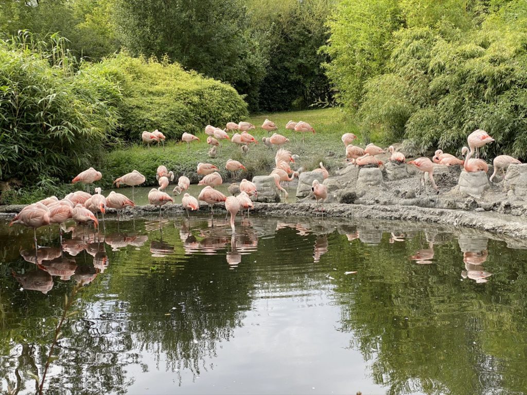 Bild der Flamingos im Zoo Zürich