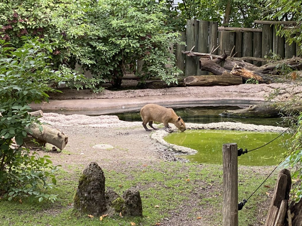Bild des Capybaras im Zoo Zürich