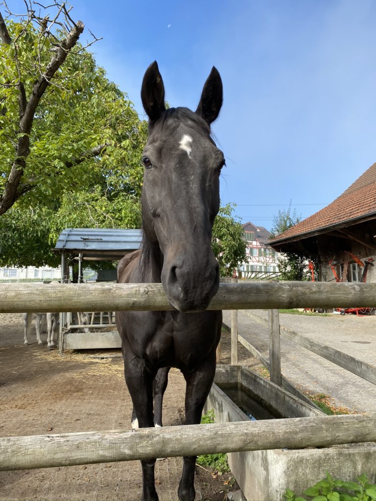 Bild vom Hengst Hof Narr