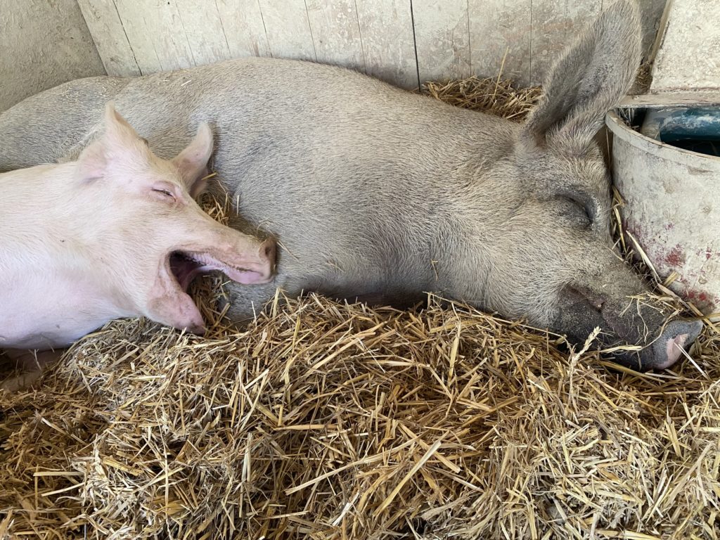 Bild der Säuli Hof Narr