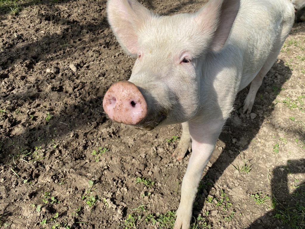 Bild von Säuli Leonie Hof Narr