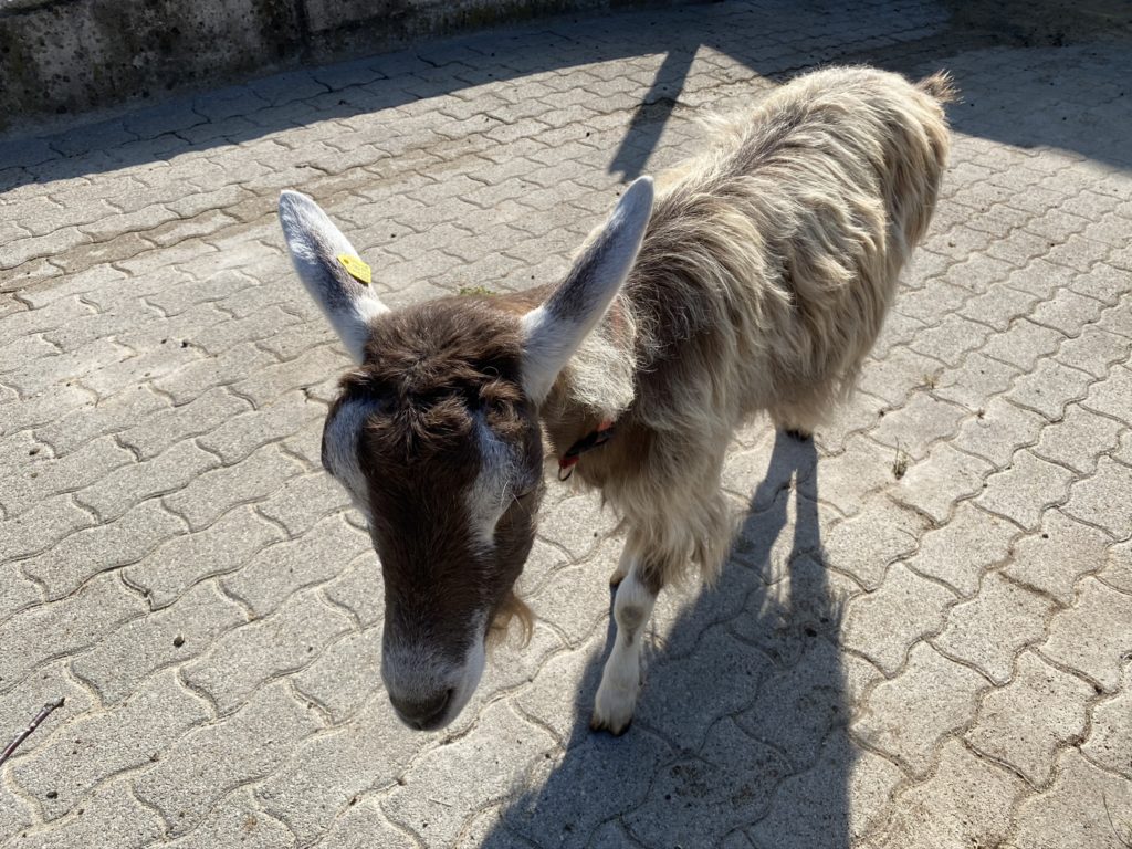 Bild vom Geissli Hof Narr