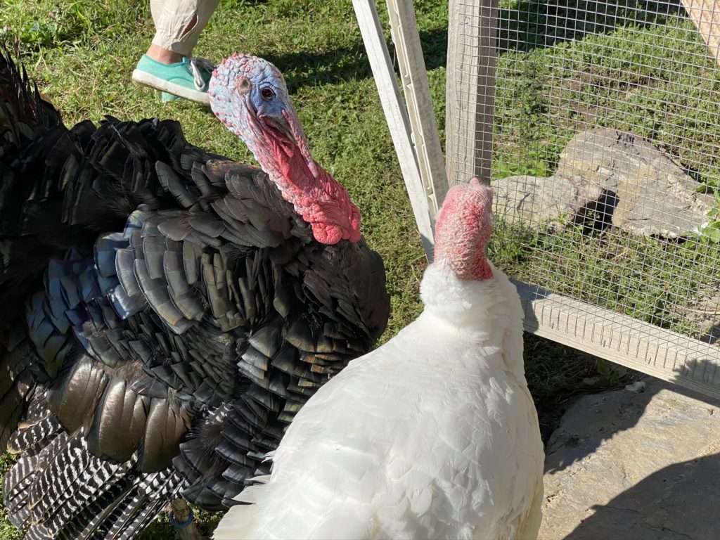 Bild der Truten vom Hof Narr