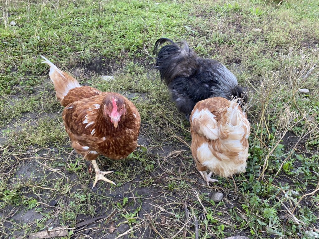 Bild der Hühner Hof Narr