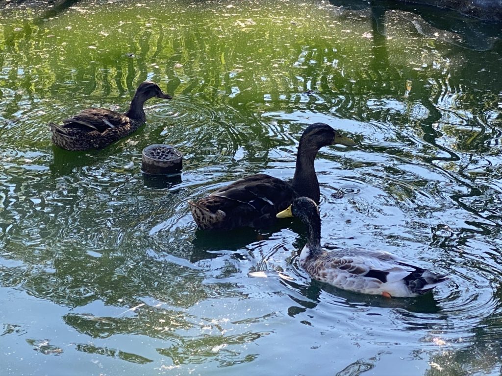 Bild der Enten Hof Narr