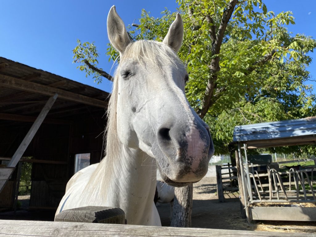 Bild vom Pferd Hof Narr