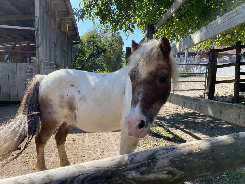 Bild vom Pony Hof Narr