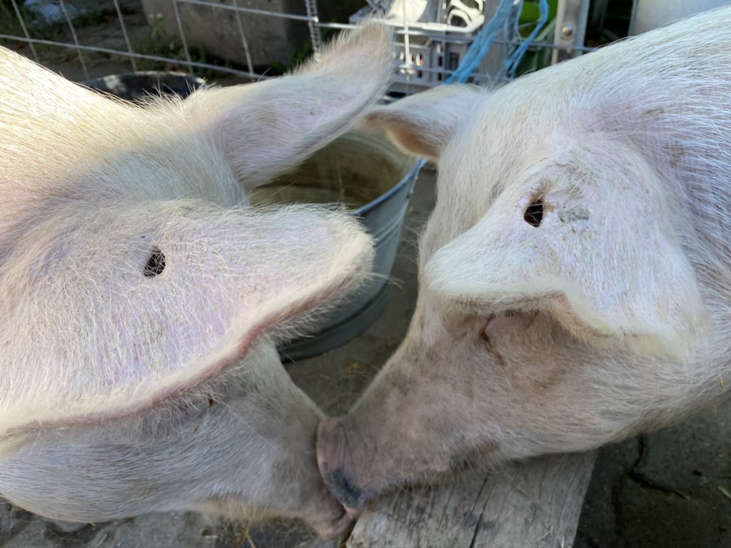 Bild der Säuli Hof Narr