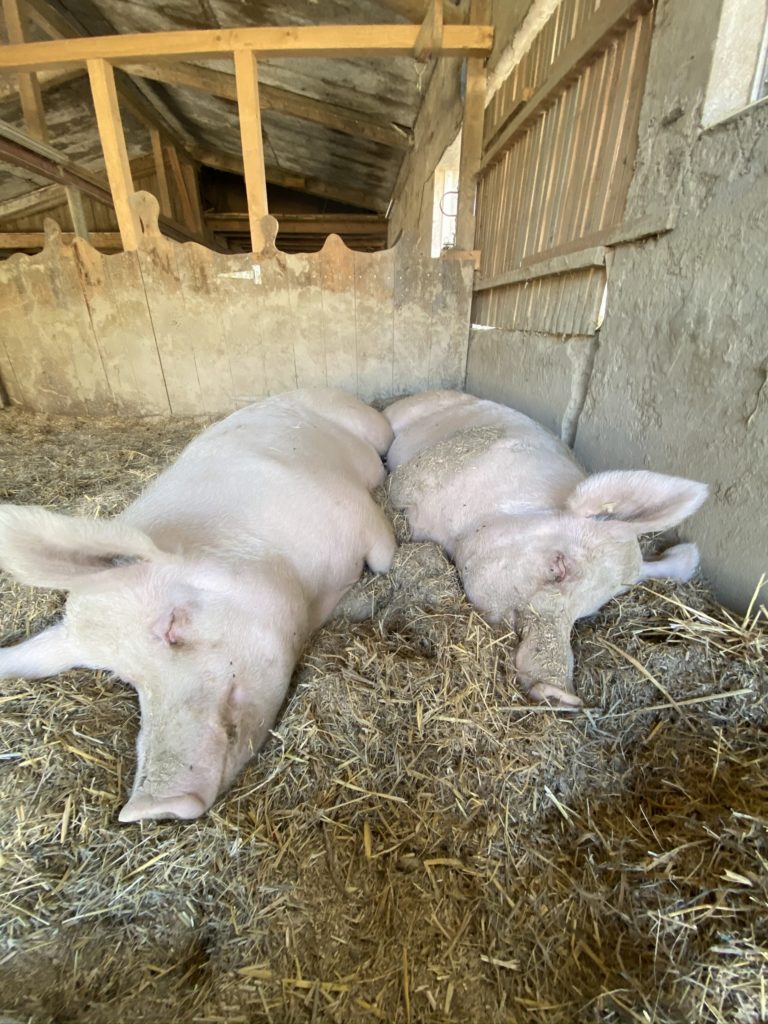 Bild der Säuli Hof Narr