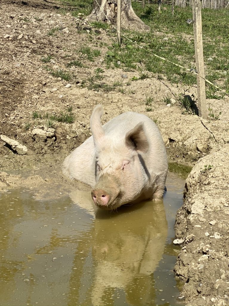 Bild des Säuli Hof Narr