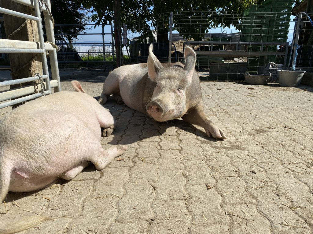 Bild von Säuli Tim und Tiffy Hof Narr