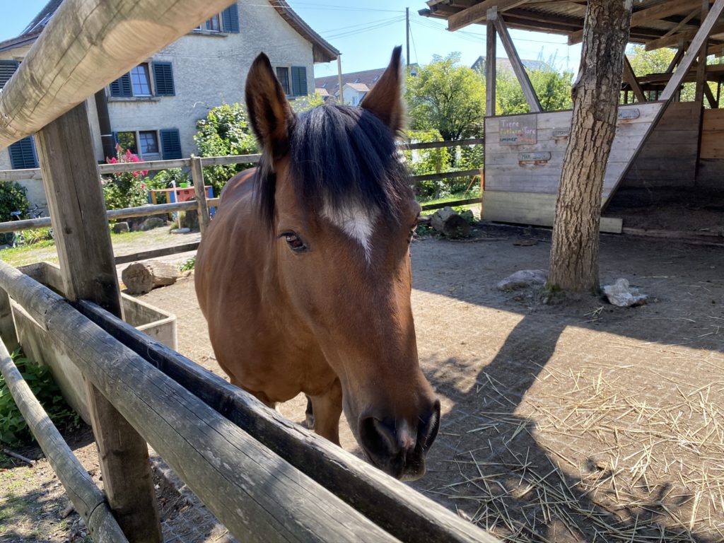 Bild von Pferd Hof Narr