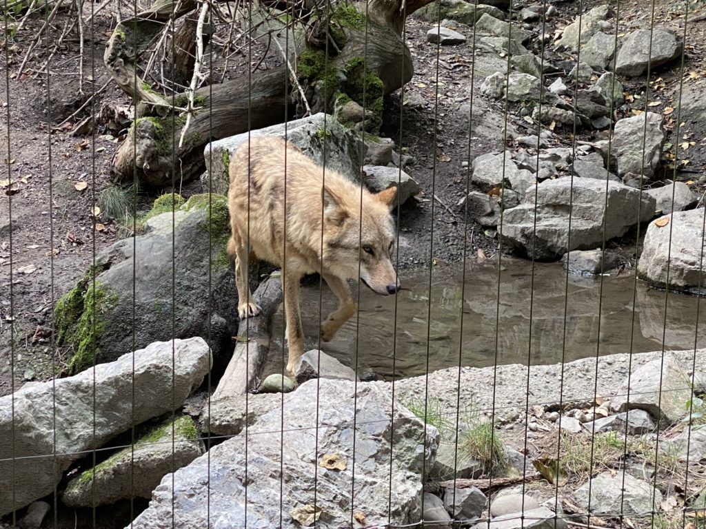 Bild vom Wolf im Zoo Zürich