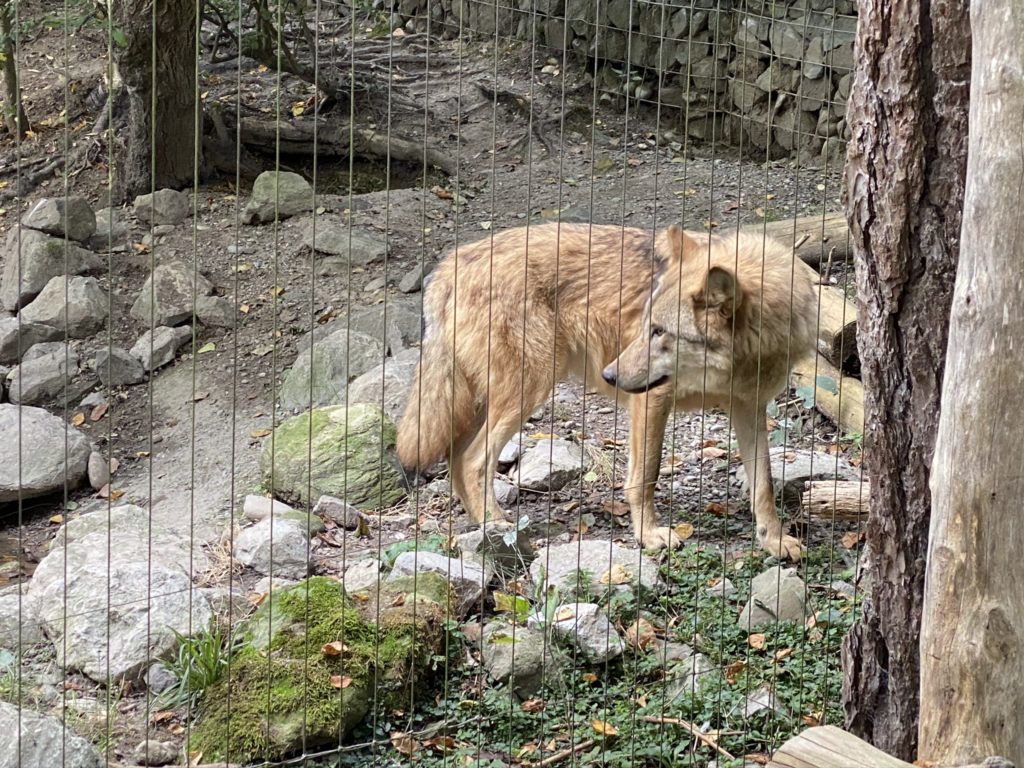 Bild vom Wolf im Zoo Zürich