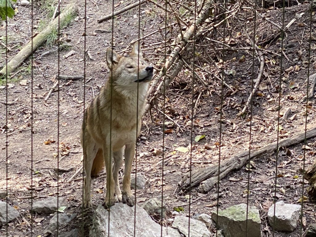 Bild vom Wolf im Zoo Zürich
