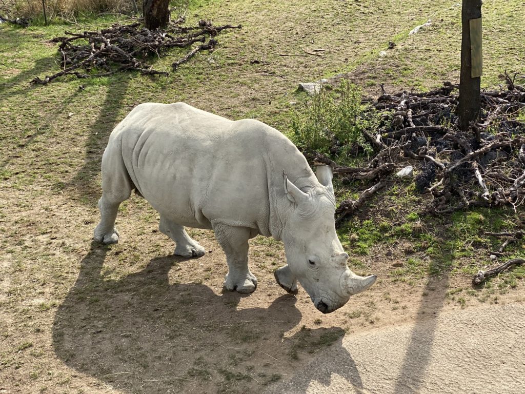 Bild des Nashorns im Zoo Zürich