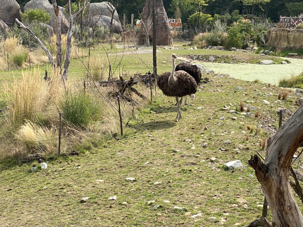 Bild der Strausse im Zoo Zürich