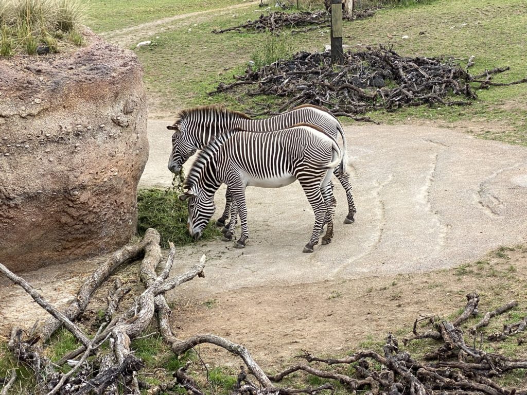 Bild der Zebras im Zoo Zürich