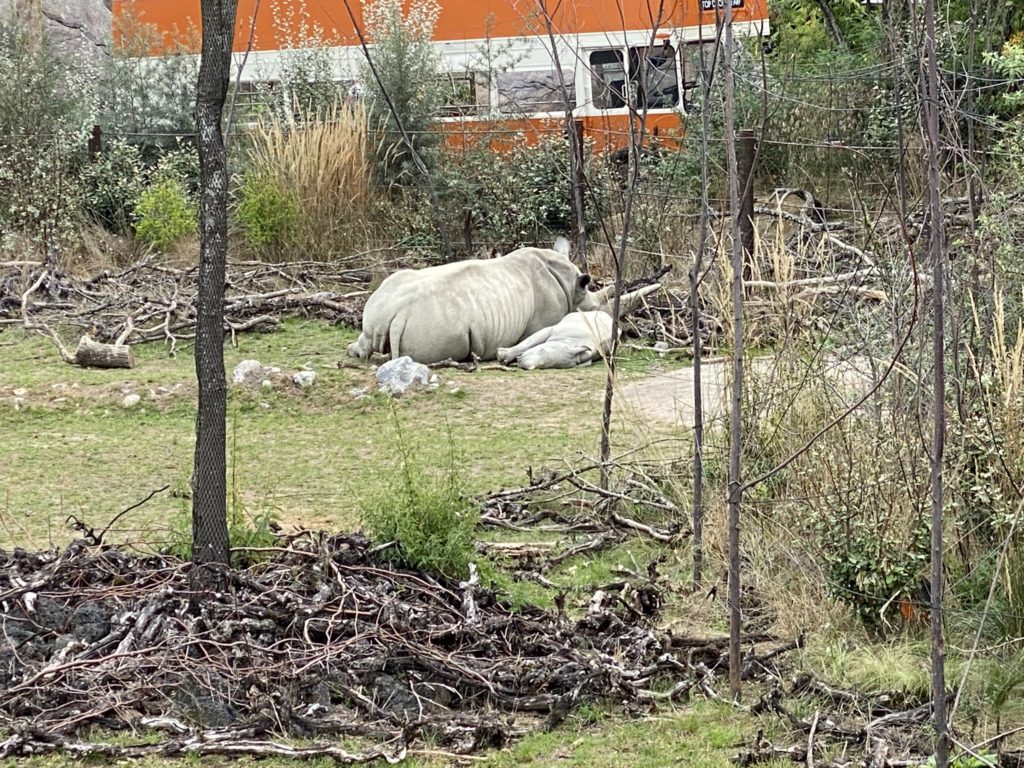 Bild der Nashörner im Zoo Zürich