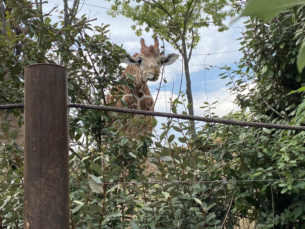 Bild der Giraffe im Zoo Zürich