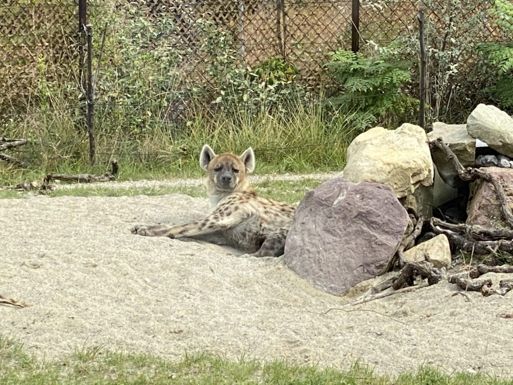 Bild der Hyäne im Zoo Zürich