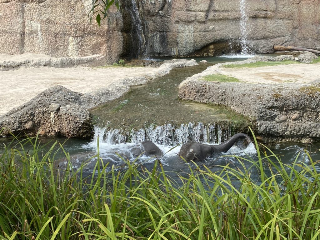 Bild der Elefanten im Zoo Zürich