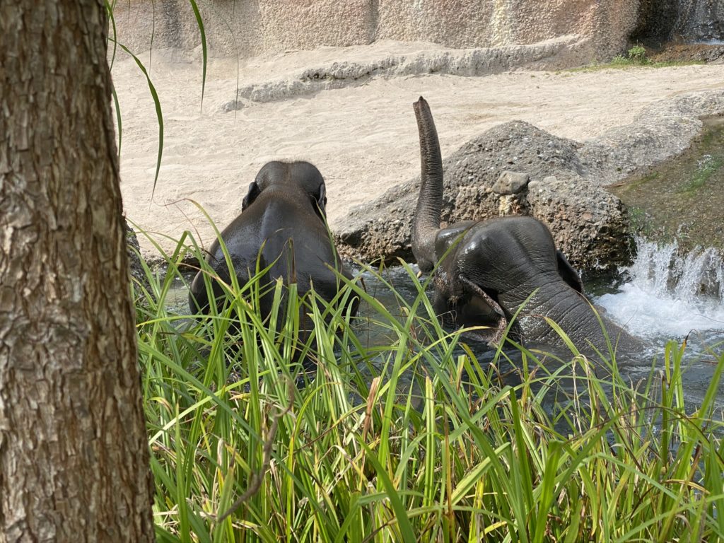 Bild der Elefanten im Zoo Zürich