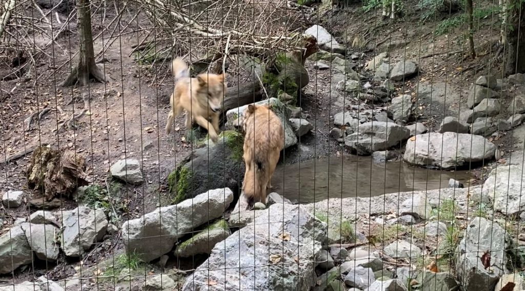 Bild vom Wolf im Zoo Zürich