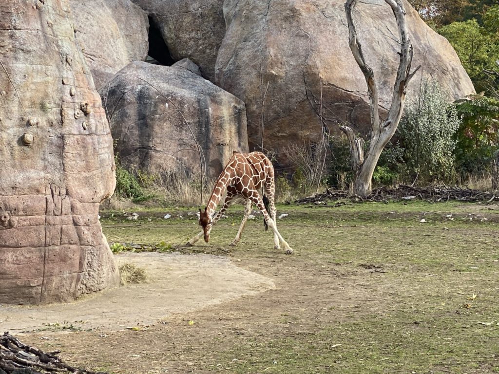 Bild einer Netzgiraffe im Zoo Zürich