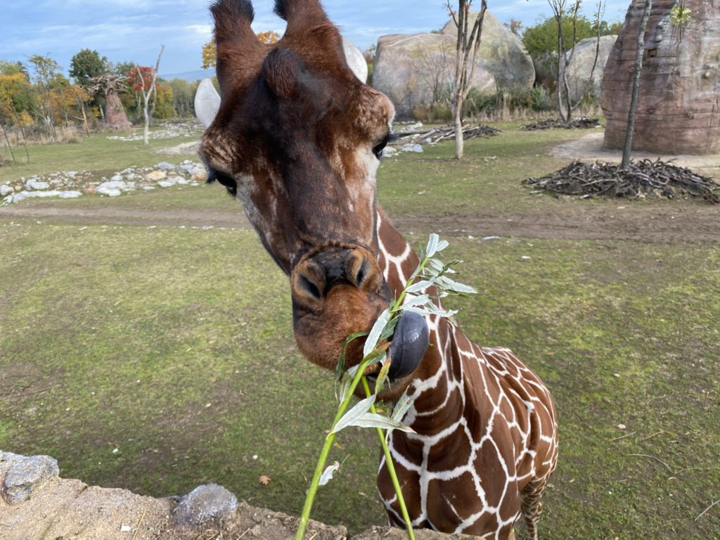 Bild einer Netzgiraffe im Zoo Zürich