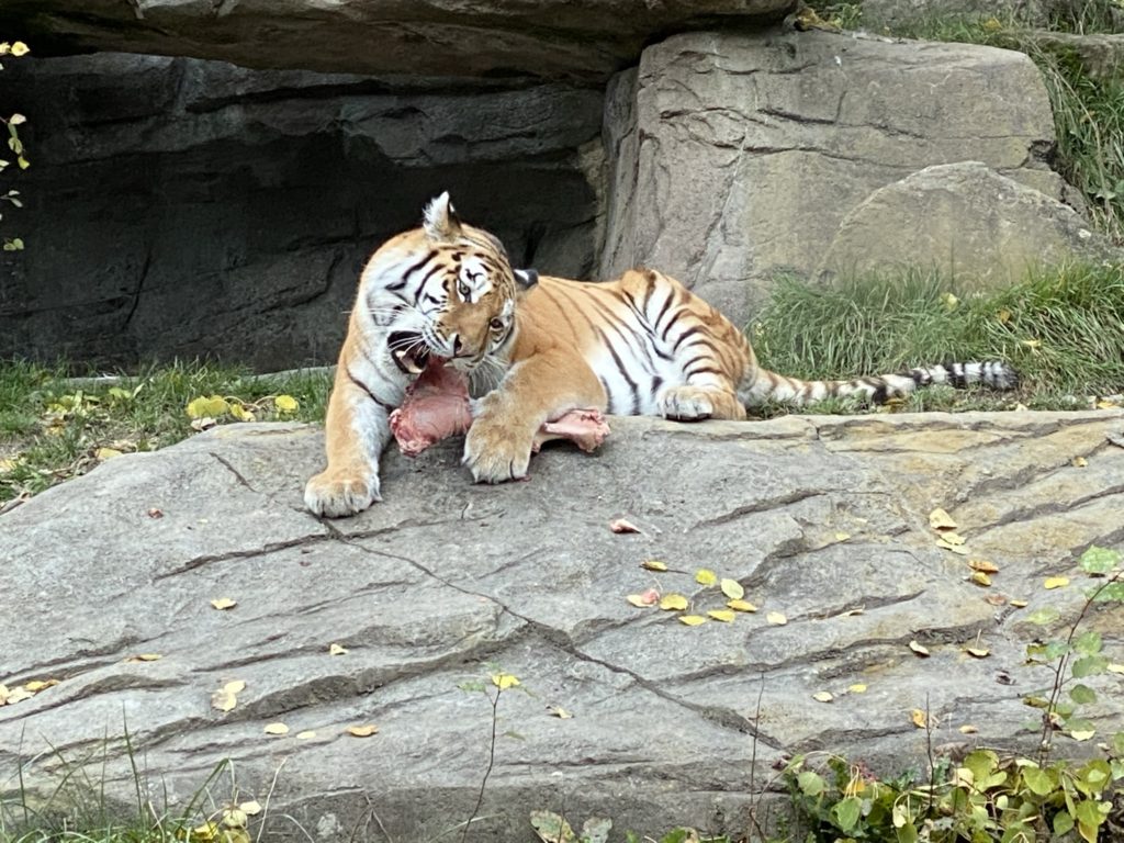 Bild des Tigers im Zoo Zürich
