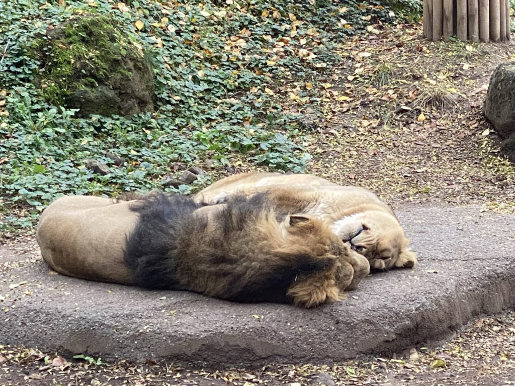 Bild der Löwen im Zoo Zürich