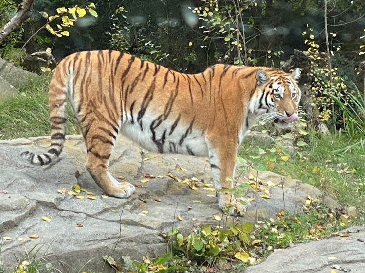 Bild des Tigers im Zoo Zürich