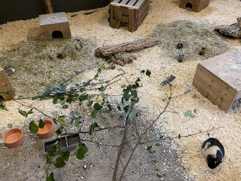 Bild der Meerschweinchen im Zoo Zürich