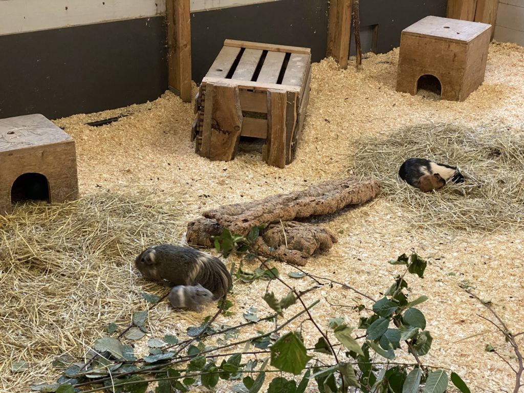 Bild der Meerschweinchen im Zoo Zürich