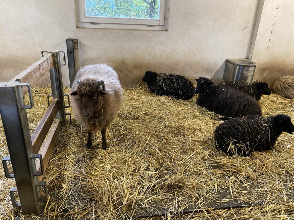Bild der Schafe im Zoo Zürich