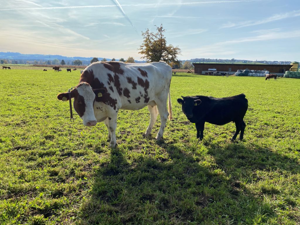 Bild von Daria mit anderen Kuh vom Lebenshof Aurelio