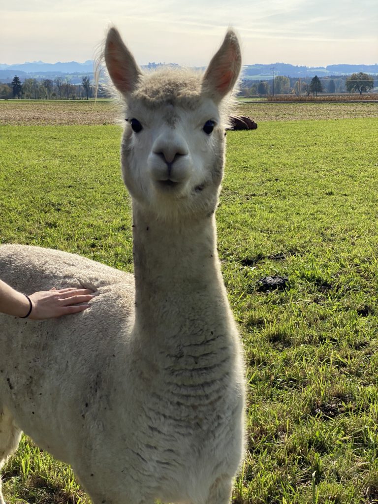 Bild eines Alpakas vom Lebenshof Aurelio