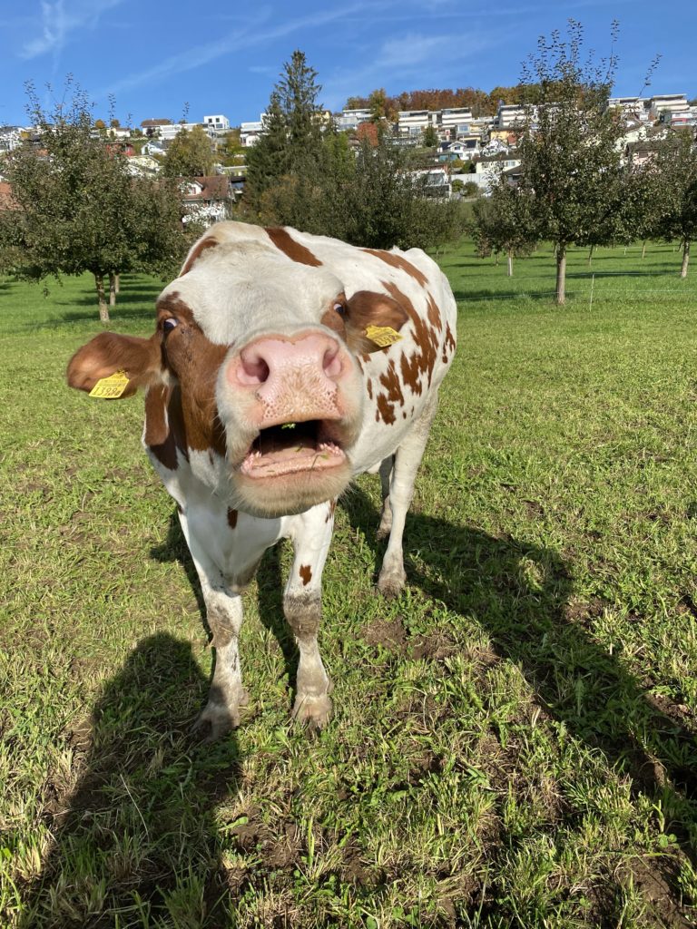 Bild einer Kuh vom Lebenshof Aurelio