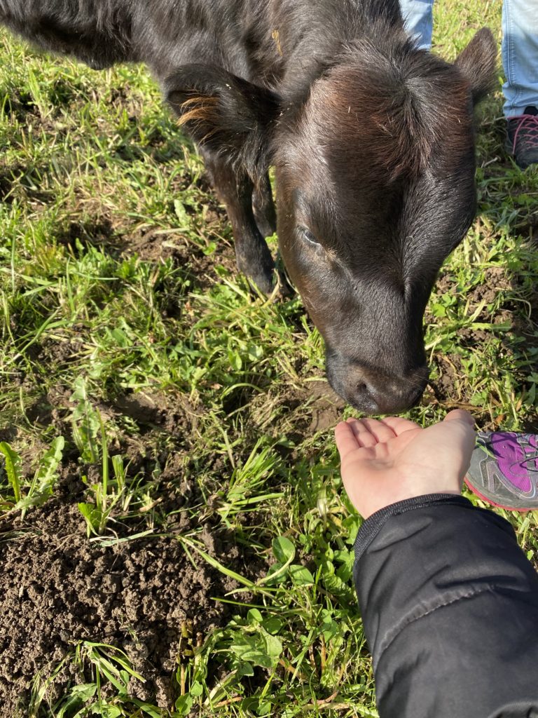 Bild eines Kalbs vom Lebenshof Aurelio