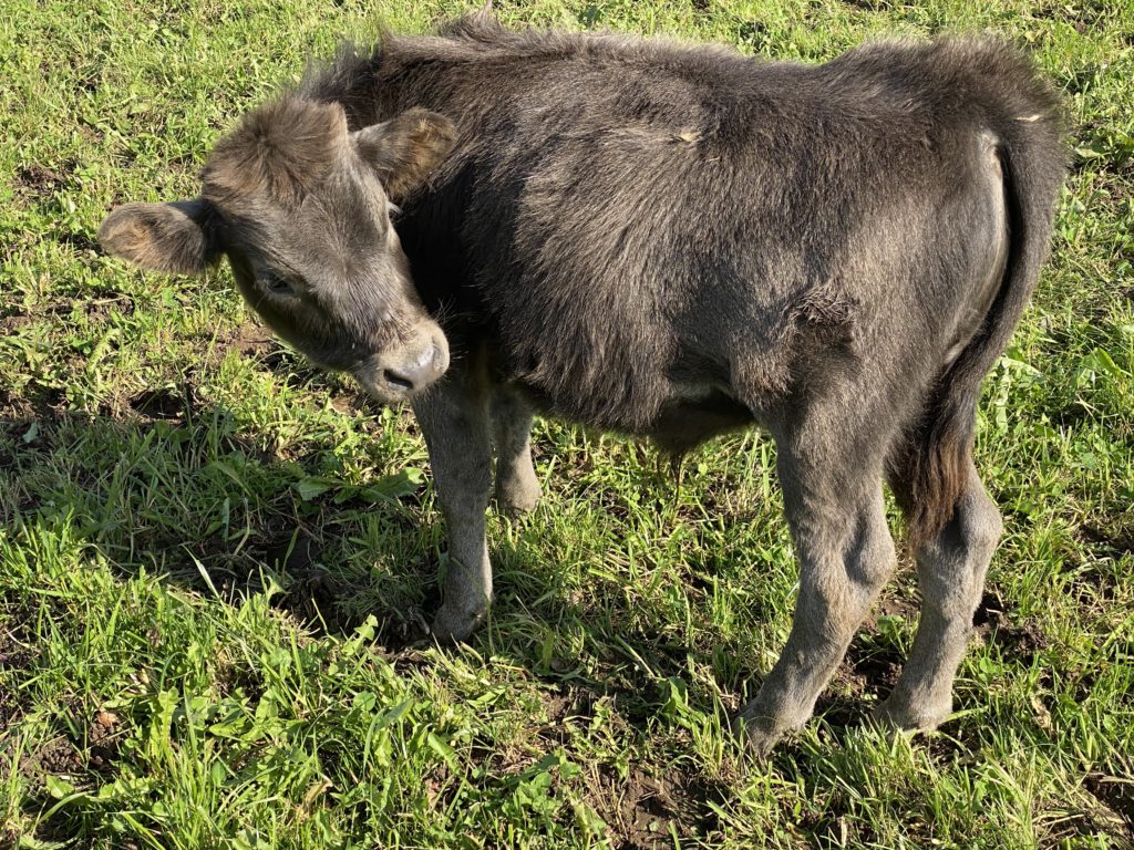 Bild eines Kalbs vom Lebenshof Aurelio