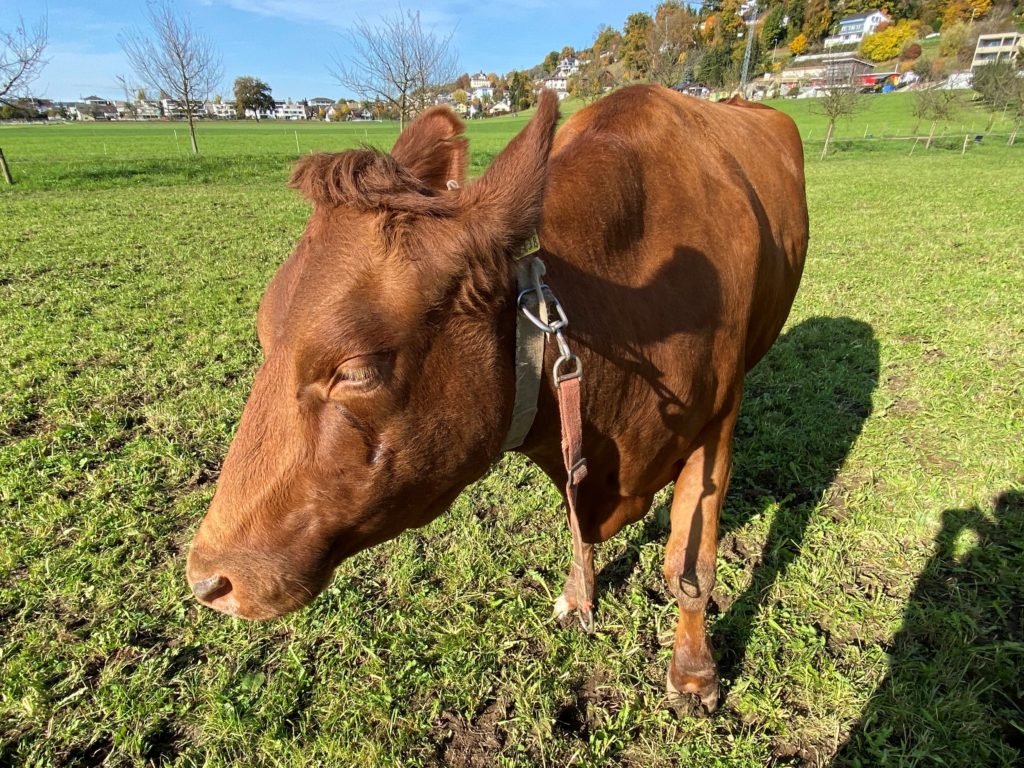 Bild von Aromat vom Lebenshof Aurelio