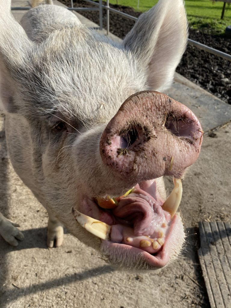 Bild von Säuli Felix vom Lebenshof Aurelio