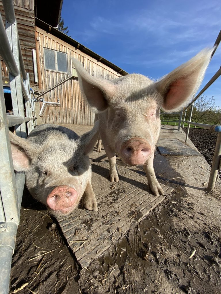 Bild von Säuli Felix und Nala vom Lebenshof Aurelio