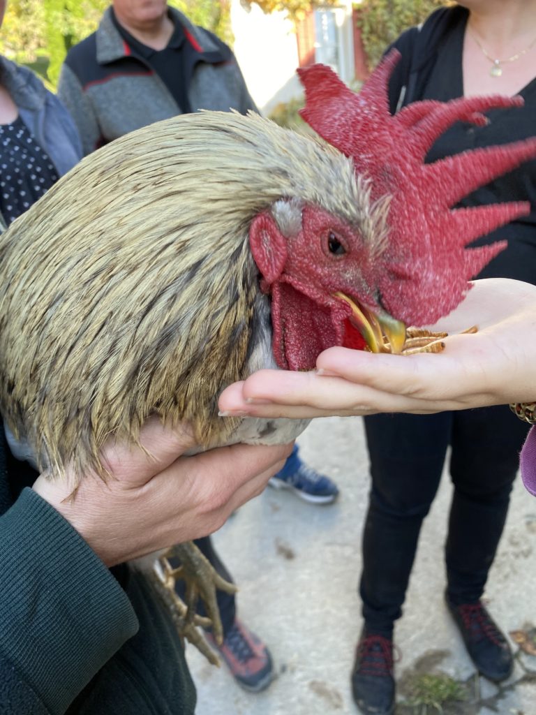 Bild von Güggel Raffi vom Lebenshof Aurelio
