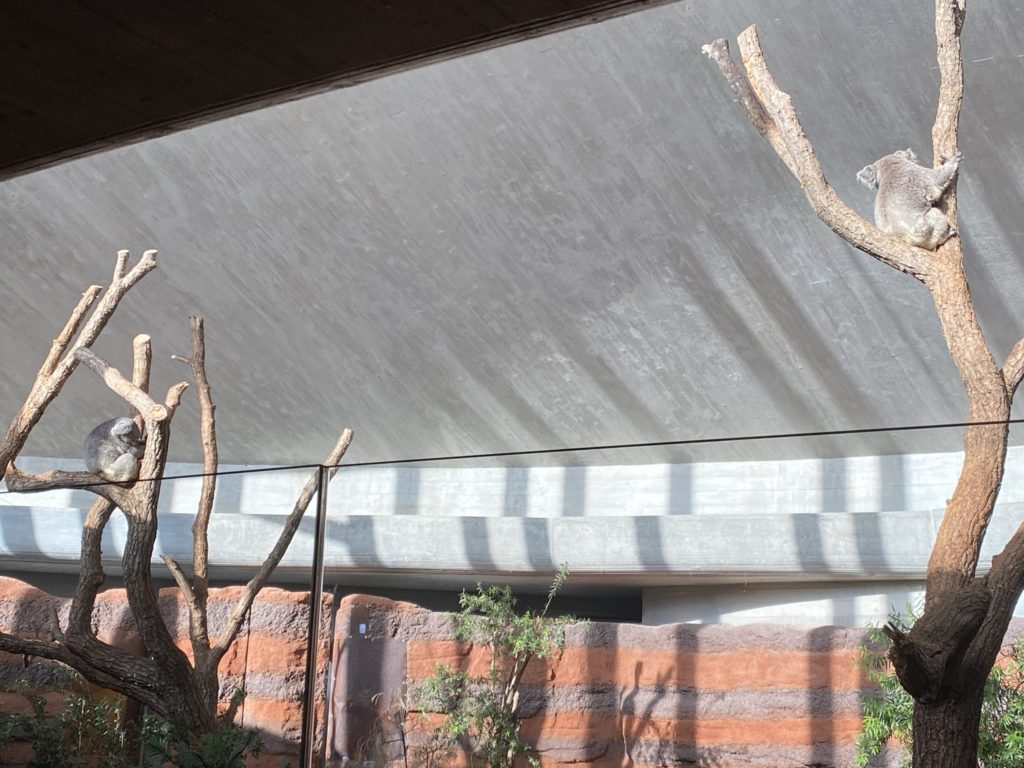 Bild von Koalas im Zoo Zürich