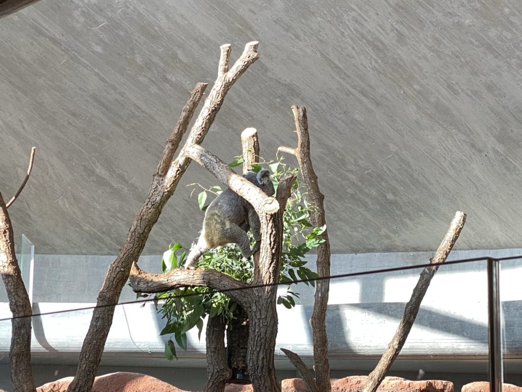 Bild von Koalas im Zoo Zürich