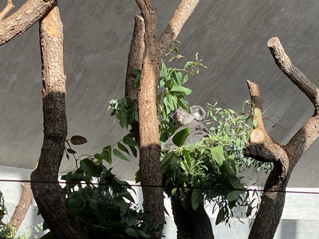 Bild von Koalas im Zoo Zürich