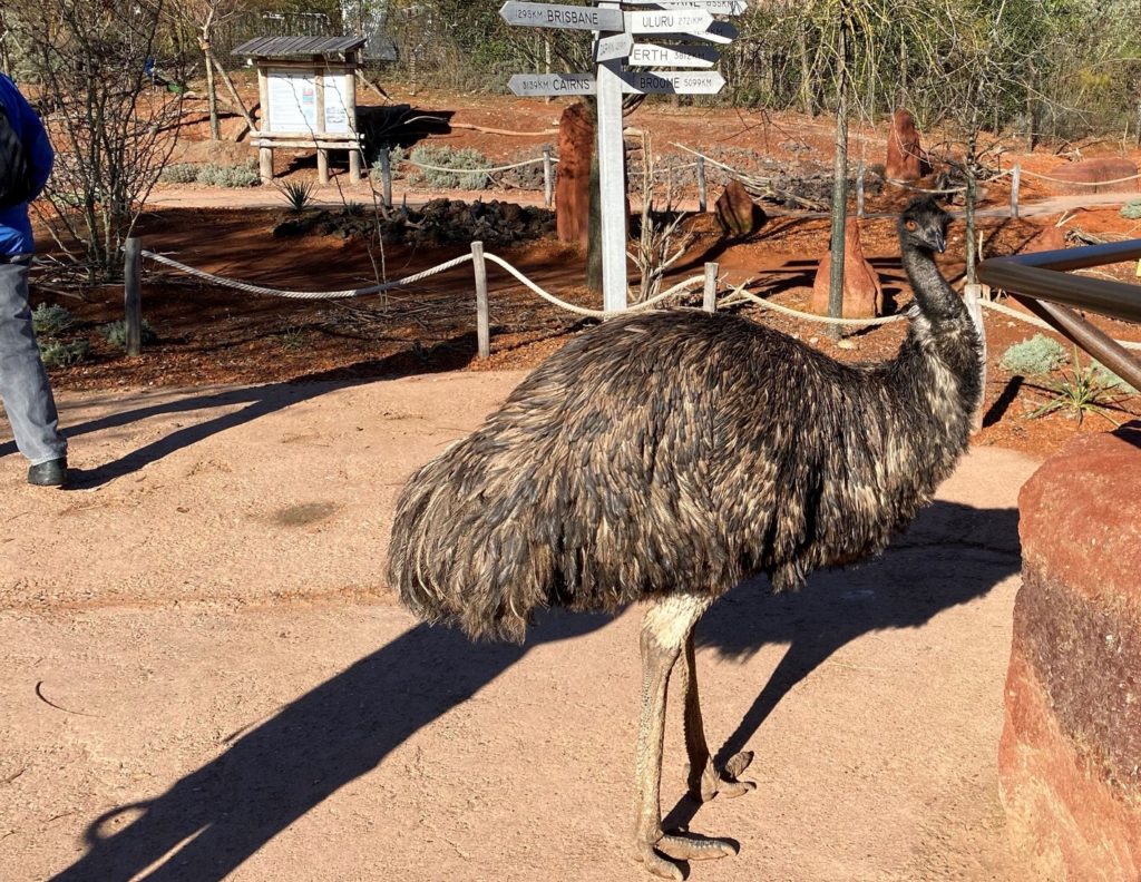 Bild des Emus im Zoo Zürich